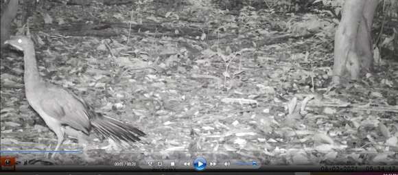 Image of Rufous-vented Chachalaca