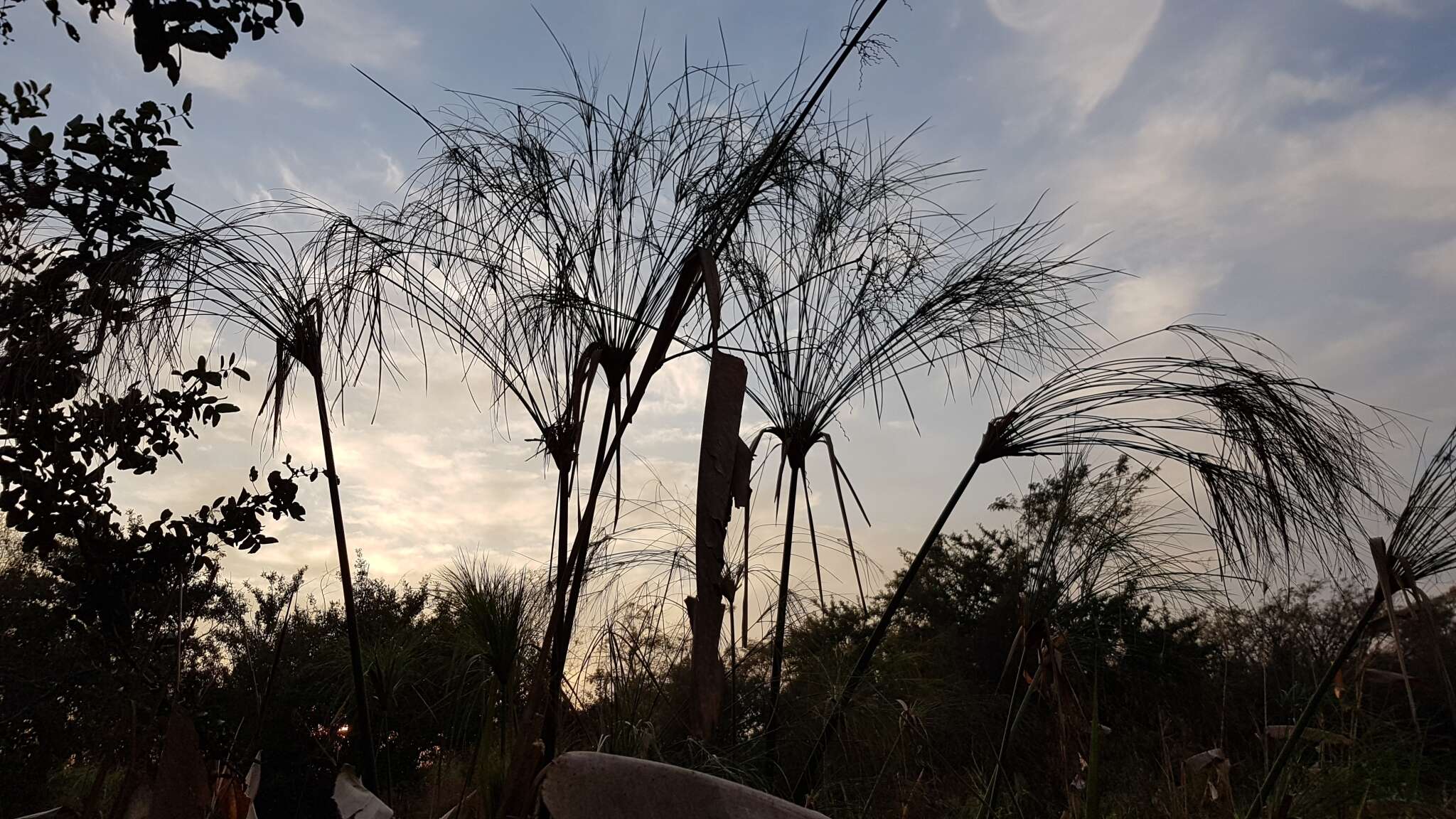 Image of Giant Flat Sedge