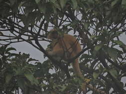 Image of Gee's Golden Langur