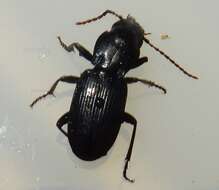 Image of Pterostichus (Cylindrocharis) acutipes Barr 1971