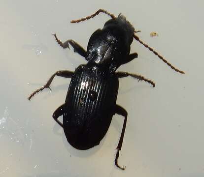 Pterostichus (Cylindrocharis) acutipes Barr 1971 resmi