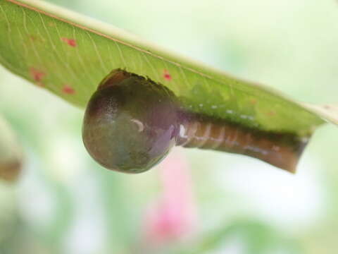 Image of Carea varipes Walker 1856