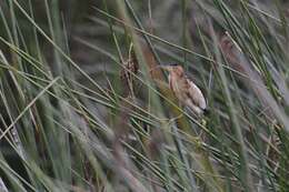 Image of Australian Little Bittern