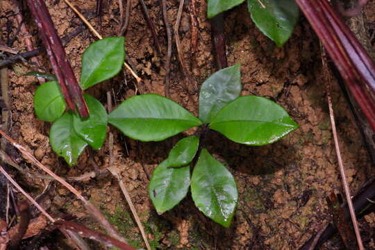 صورة Ardisia chinensis Benth.