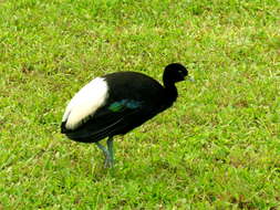 Image of Pale-winged Trumpeter