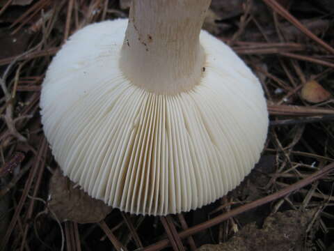 Image of Russula perlactea Murrill 1943