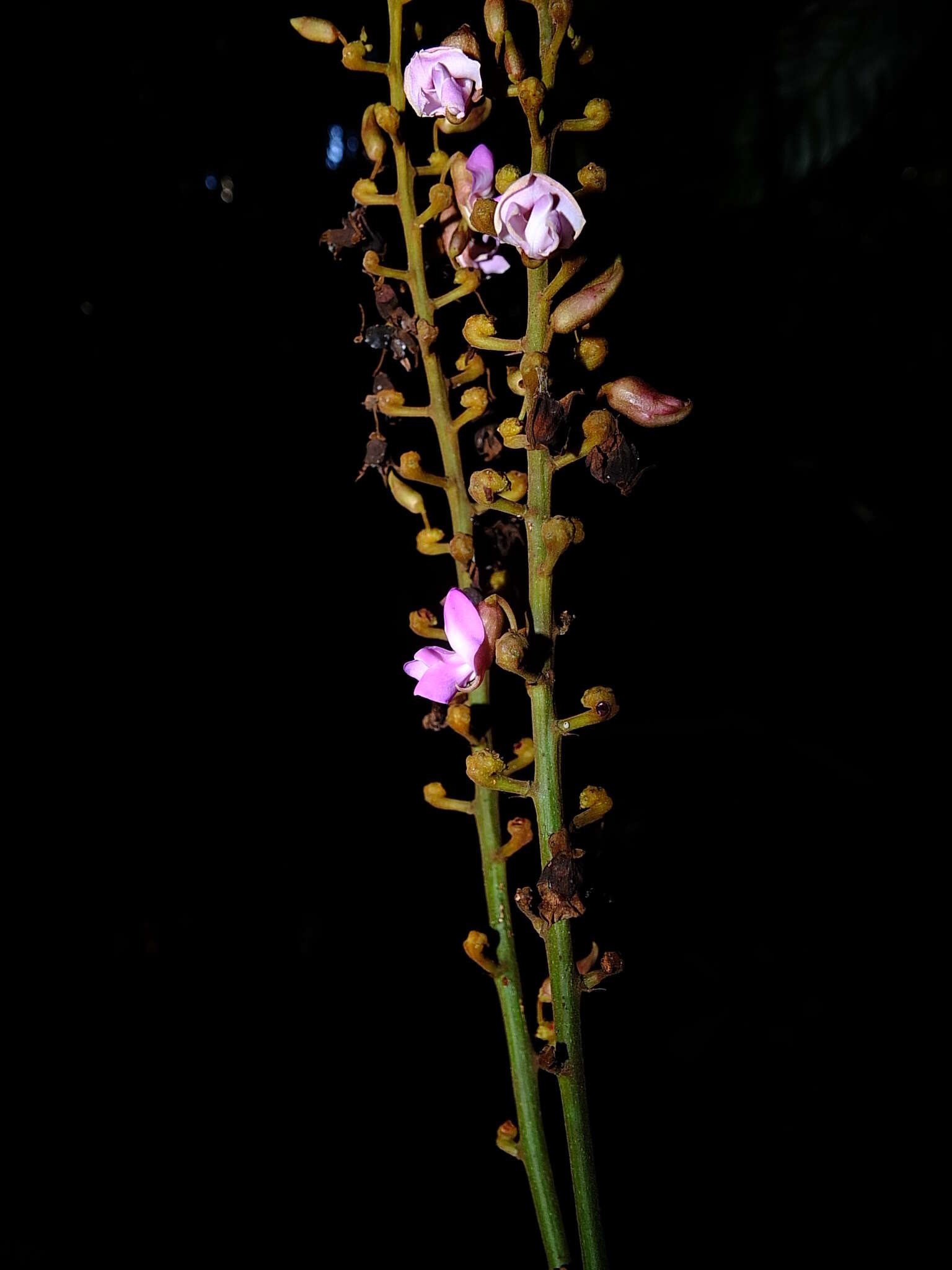 Plancia ëd Macropsychanthus macrocarpus