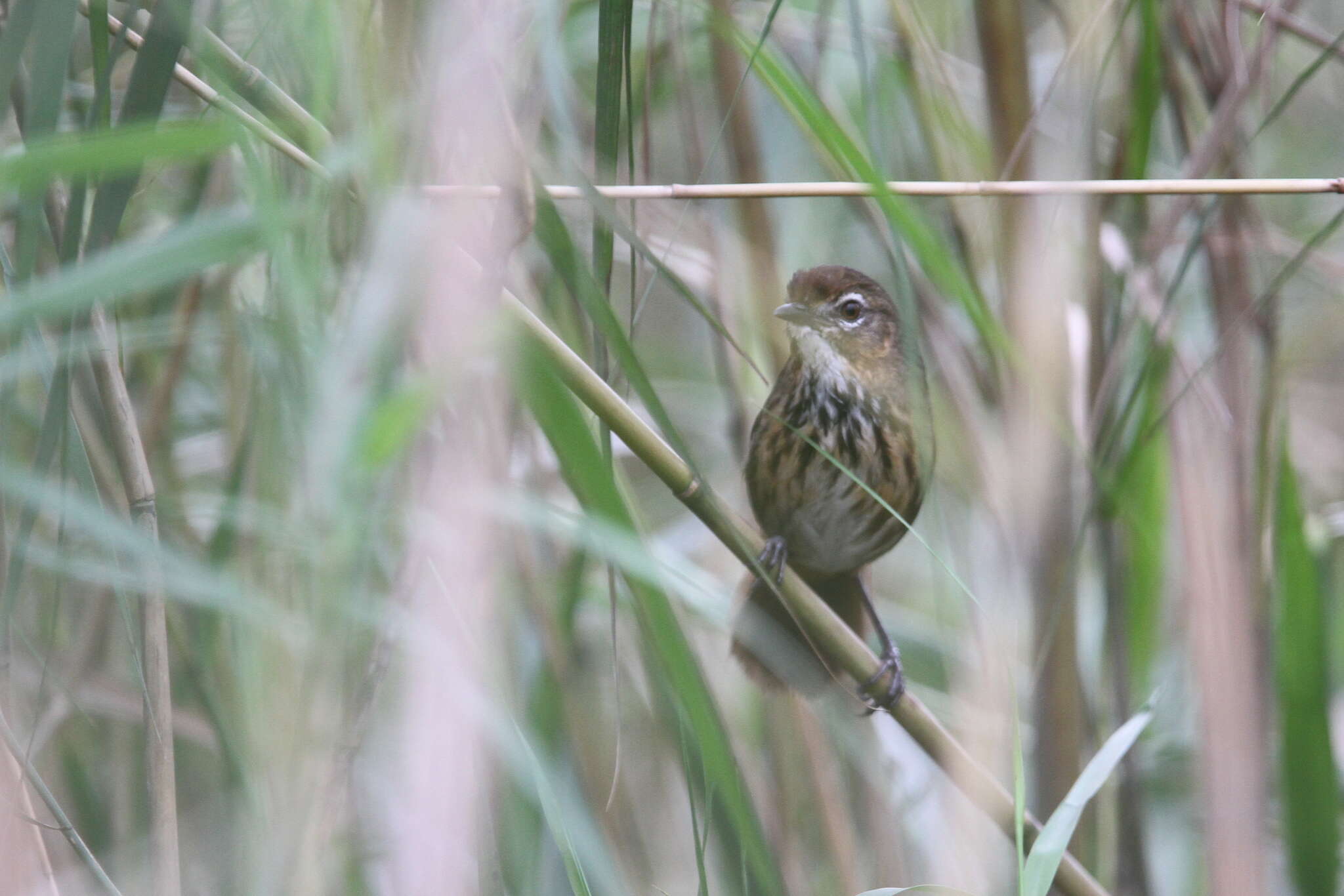 Image of Marsh Babbler