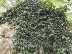 Imagem de Hedera algeriensis Hibberd