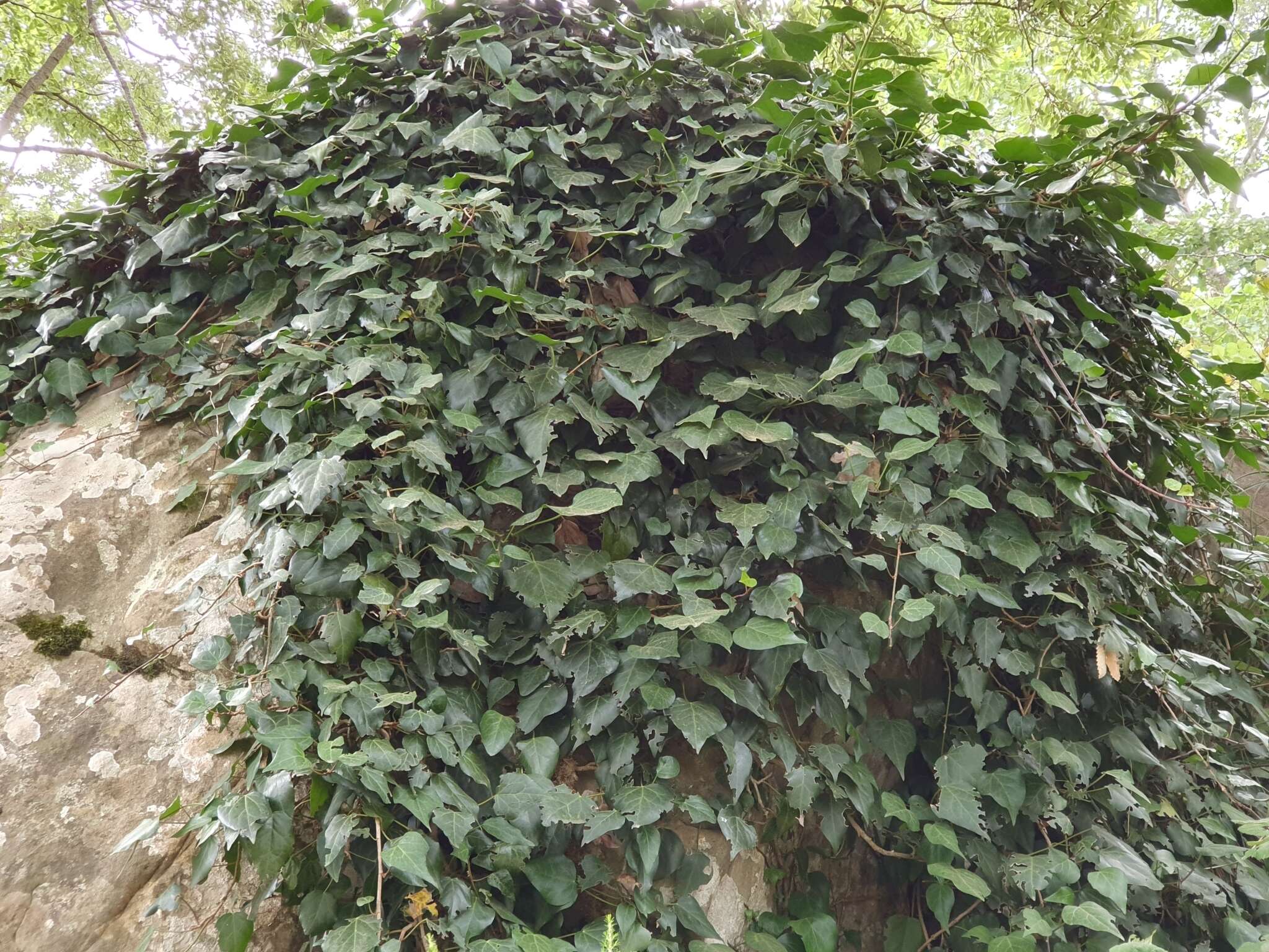 Image of Algerian Ivy