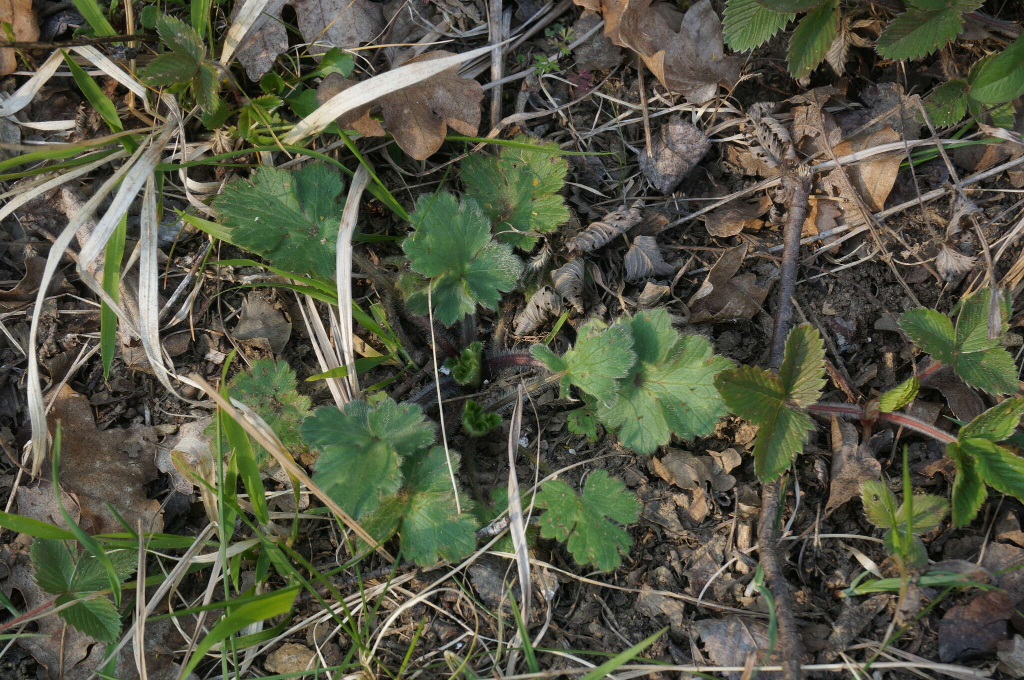 Image de Ranunculus neapolitanus Tenore