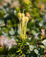 Image of Yellow Mountain-Heath