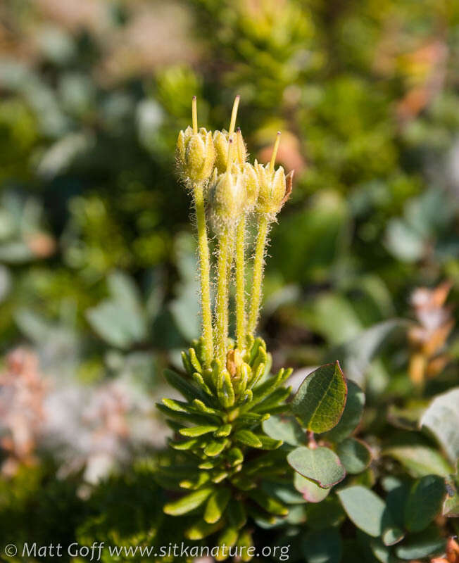 Image of Yellow Mountain-Heath