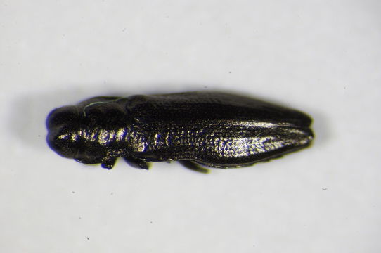 Image of <i>Aphanisticus emarginatus</i> (Olivier 1790)