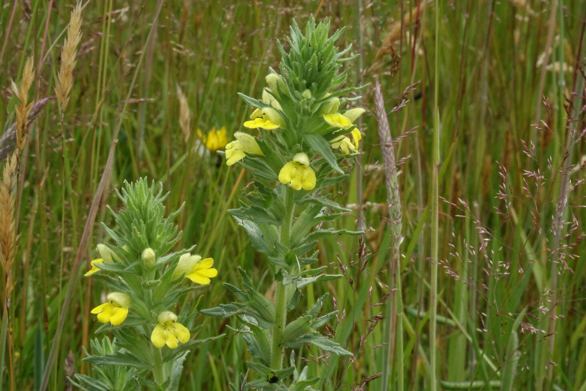 Image of Yellow Glandweed