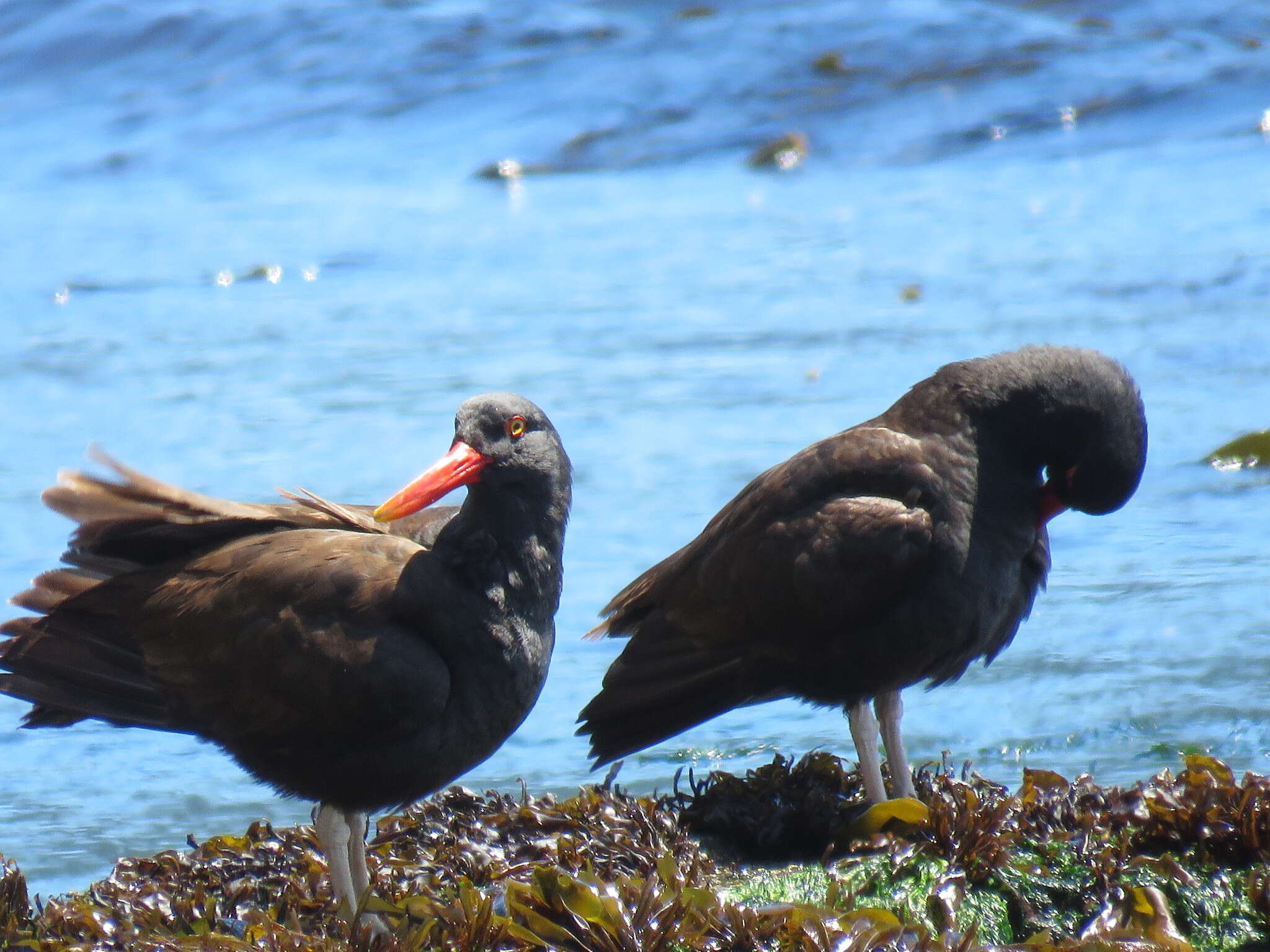 Image of Blackish Oystercatcher