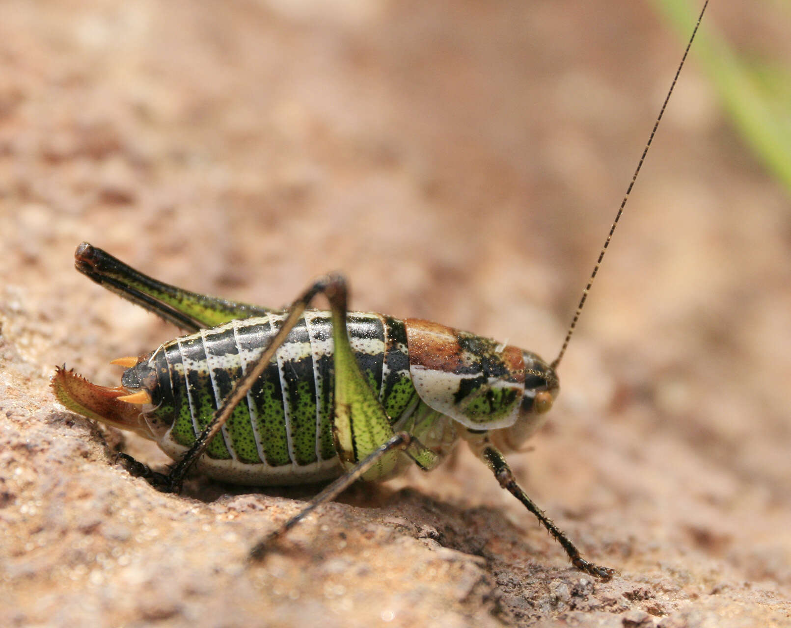 Image of Poecilimon (Poecilimon) mytilenensis Werner 1932