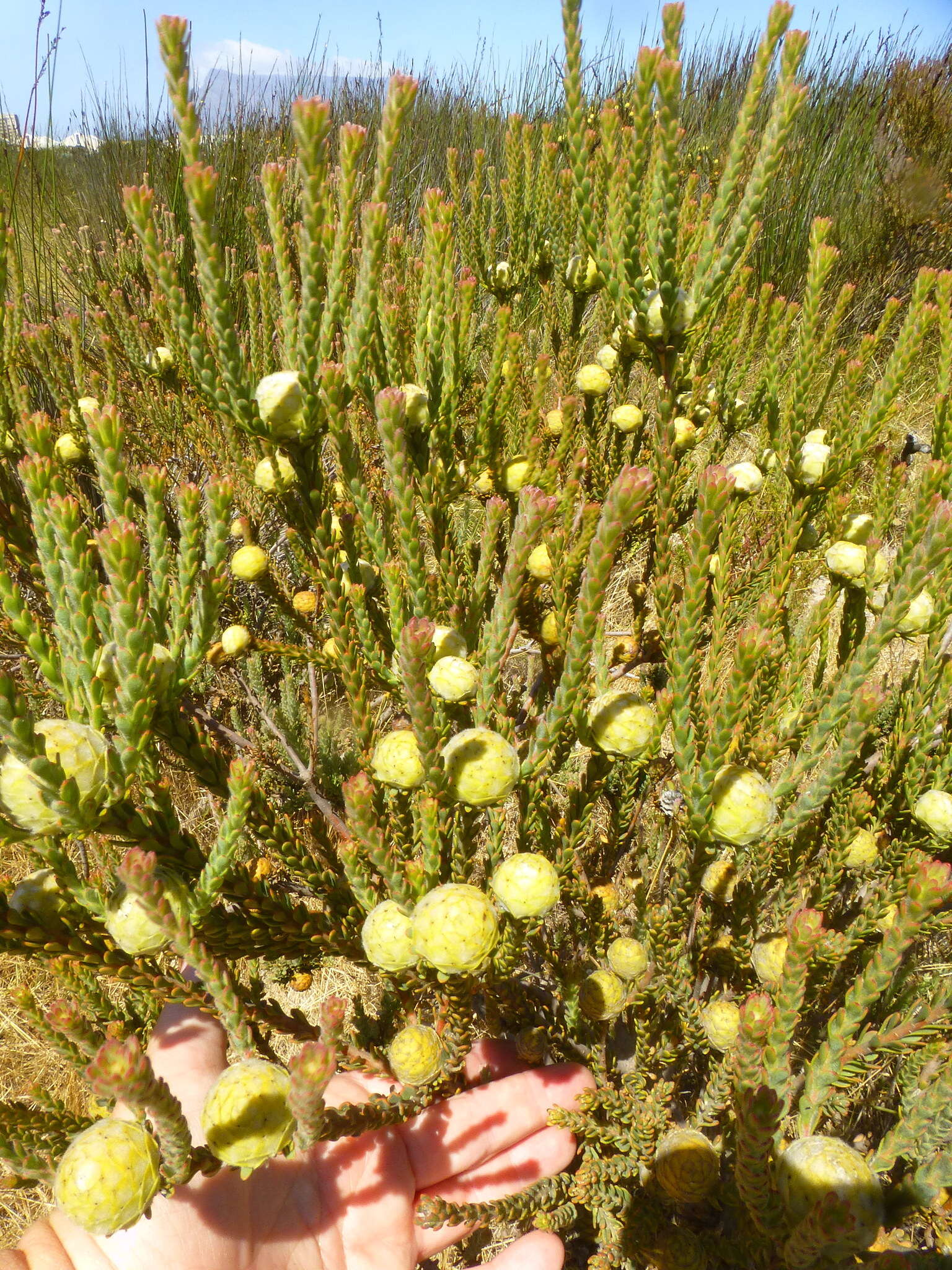 Image of Cape Flats Conebush