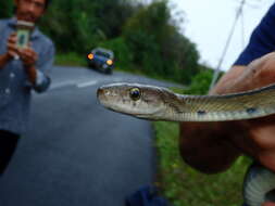 Image of Black Copper Rat Snake