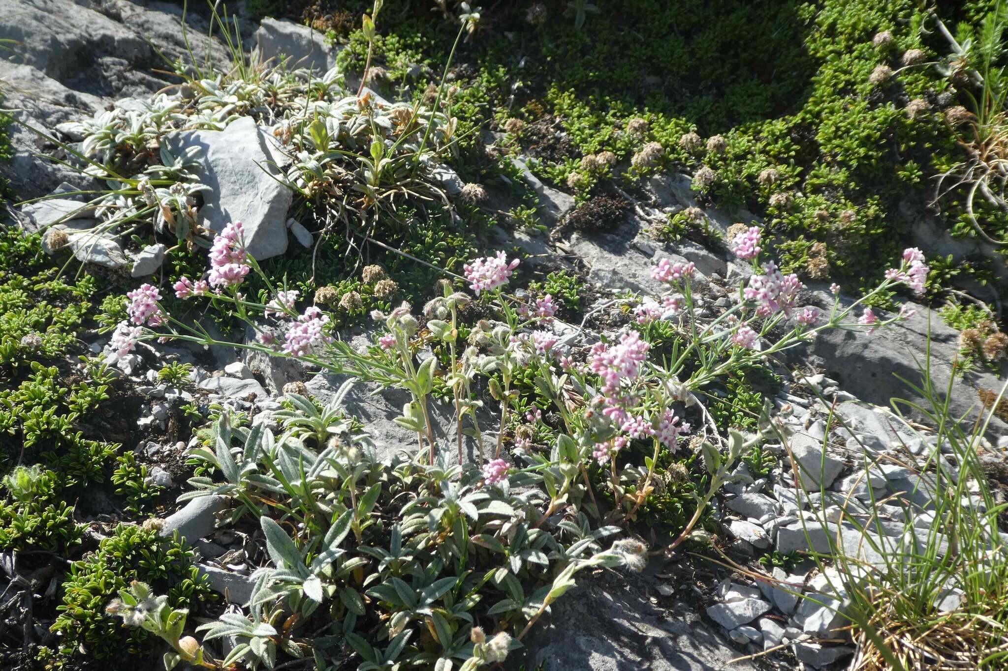 Plancia ëd Asperula cynanchica subsp. pyrenaica (L.) Nyman