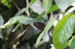 Image of Euploea mulciber basilissa Cramer 1782