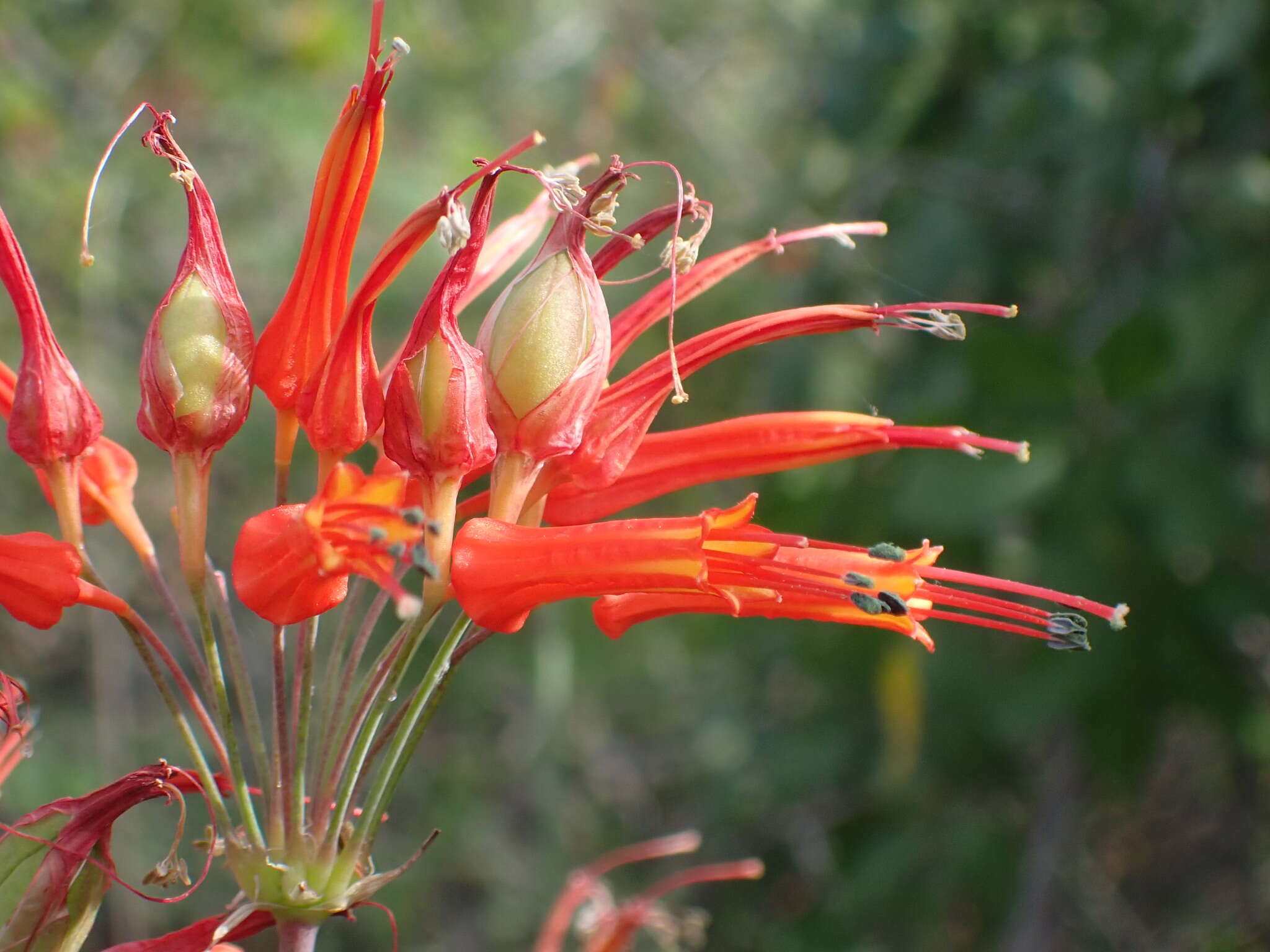 Imagem de Bessera tenuiflora (Greene) J. F. Macbr.