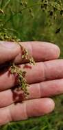 Sivun Scirpus atrocinctus Fernald kuva