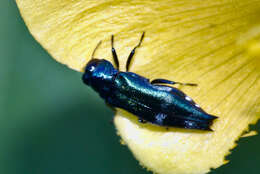 Agrilus acutus (Thunberg 1787) resmi