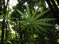 Imagem de Anthurium polyschistum R. E. Schult. & Idrobo