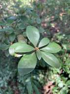 Sivun Litsea rotundifolia var. oblongifolia (Nees) C. K. Allen kuva