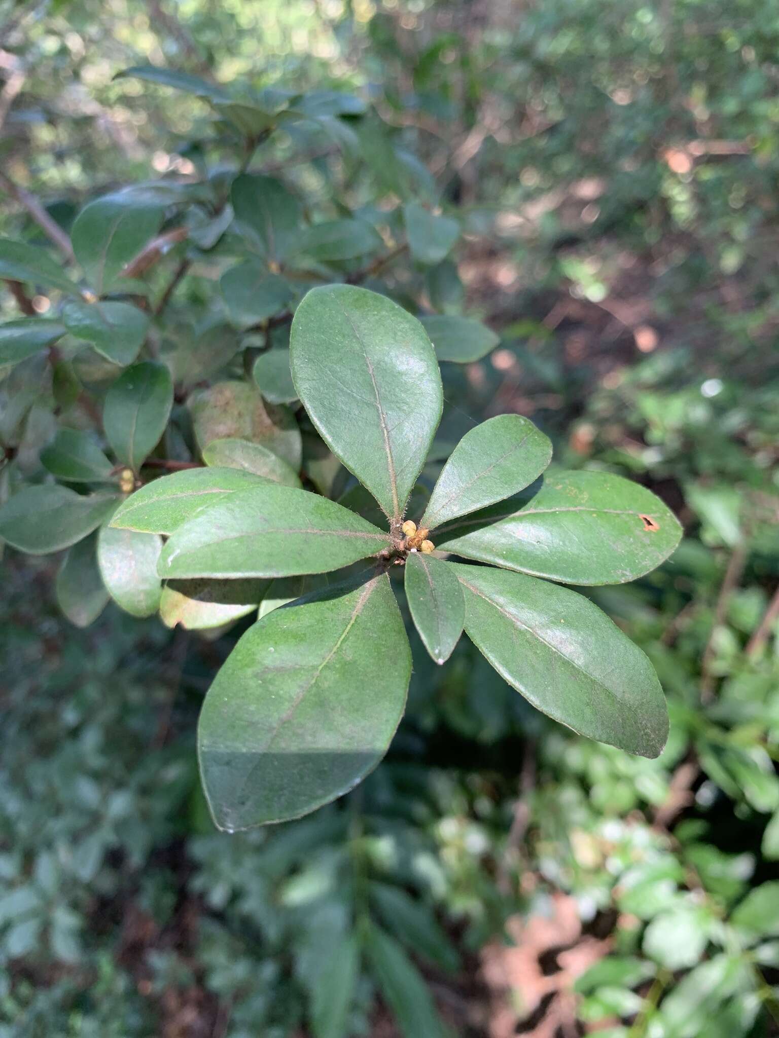 Imagem de Litsea rotundifolia var. oblongifolia (Nees) C. K. Allen