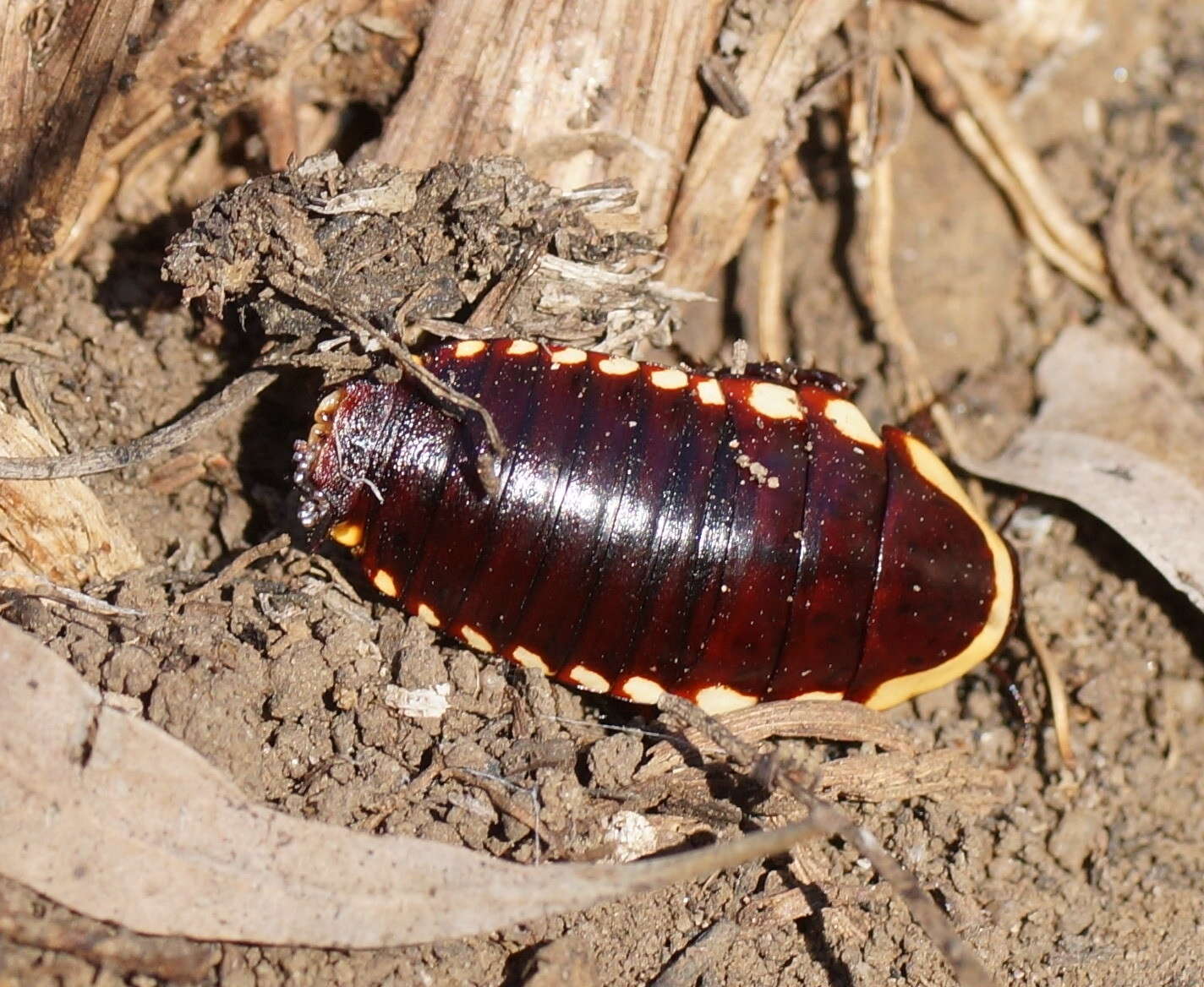 صورة Cosmozosteria bicolor (Saussure 1864)