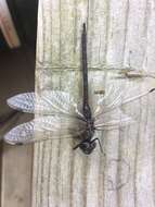 Image of Taper-tailed Darner