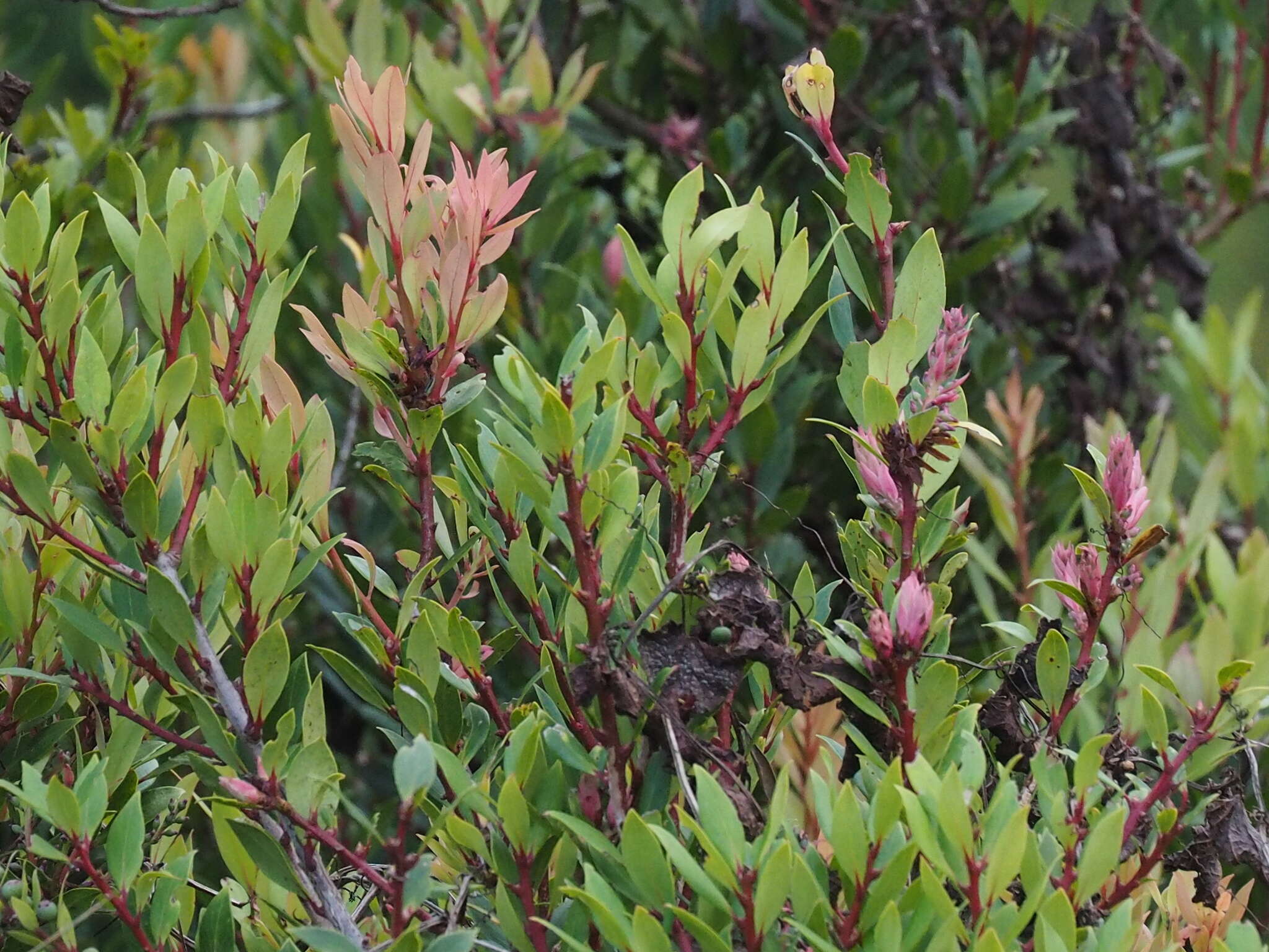 Sivun Vaccinium varingiifolium (BI.) Miq. kuva