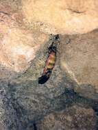 Image of Balearic firefly