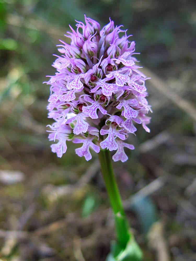 Image of Neotinea tridentata subsp. conica (Willd.) R. M. Bateman, Pridgeon & M. W. Chase