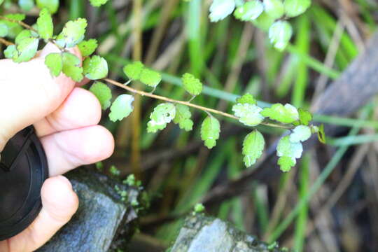 Image of Plagianthus cymosus Cockayne & Allan