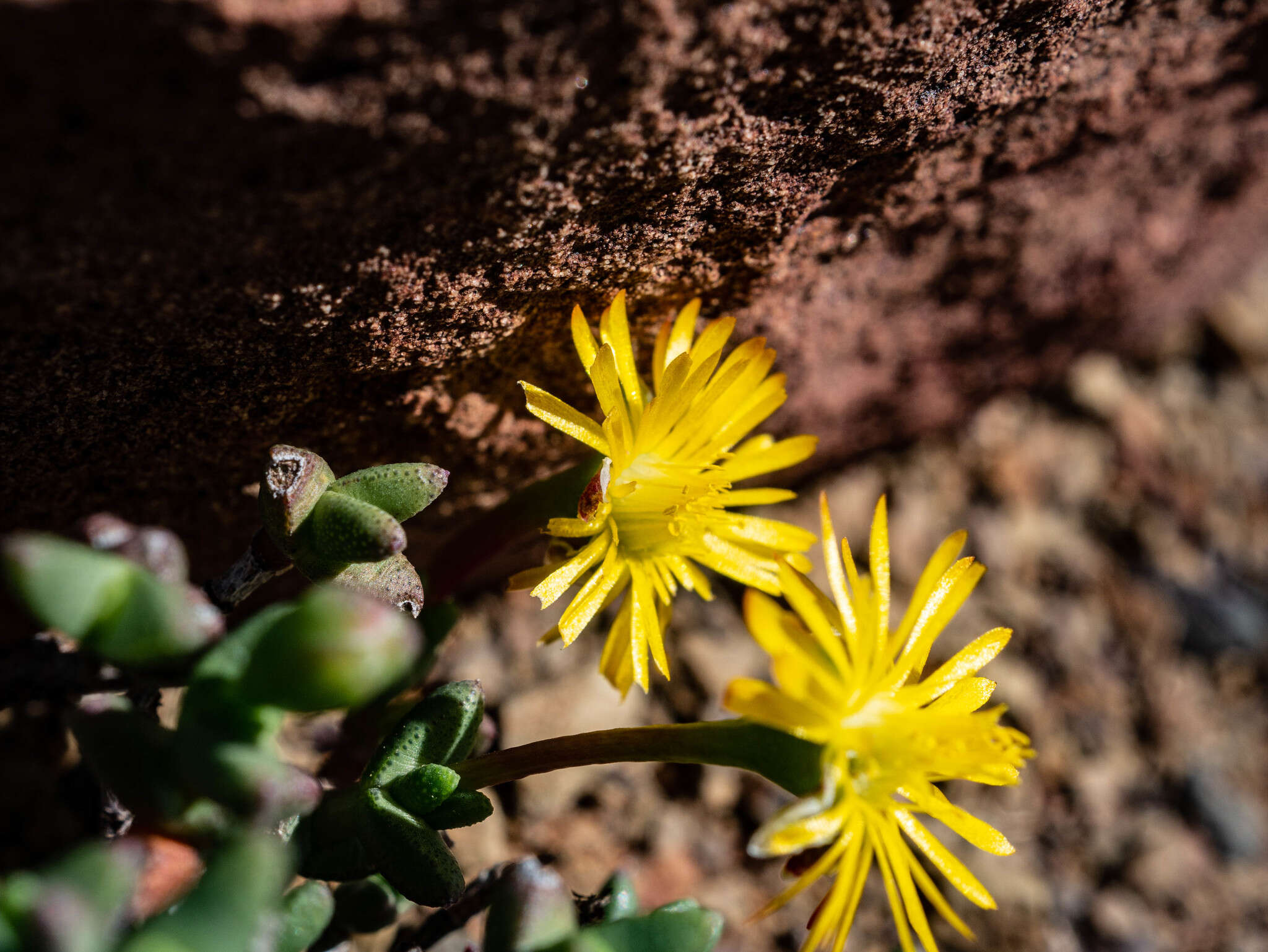 Image of Chasmatophyllum stanleyi (L. Bol.) Hartmann