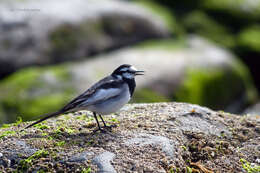 Image of Motacilla alba lugens Gloger 1829