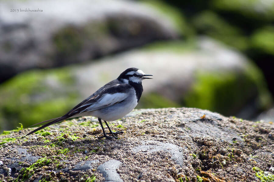 Image of Motacilla alba lugens Gloger 1829