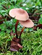 Image of Marasmius cohaerens (Pers.) Cooke & Quél. 1878