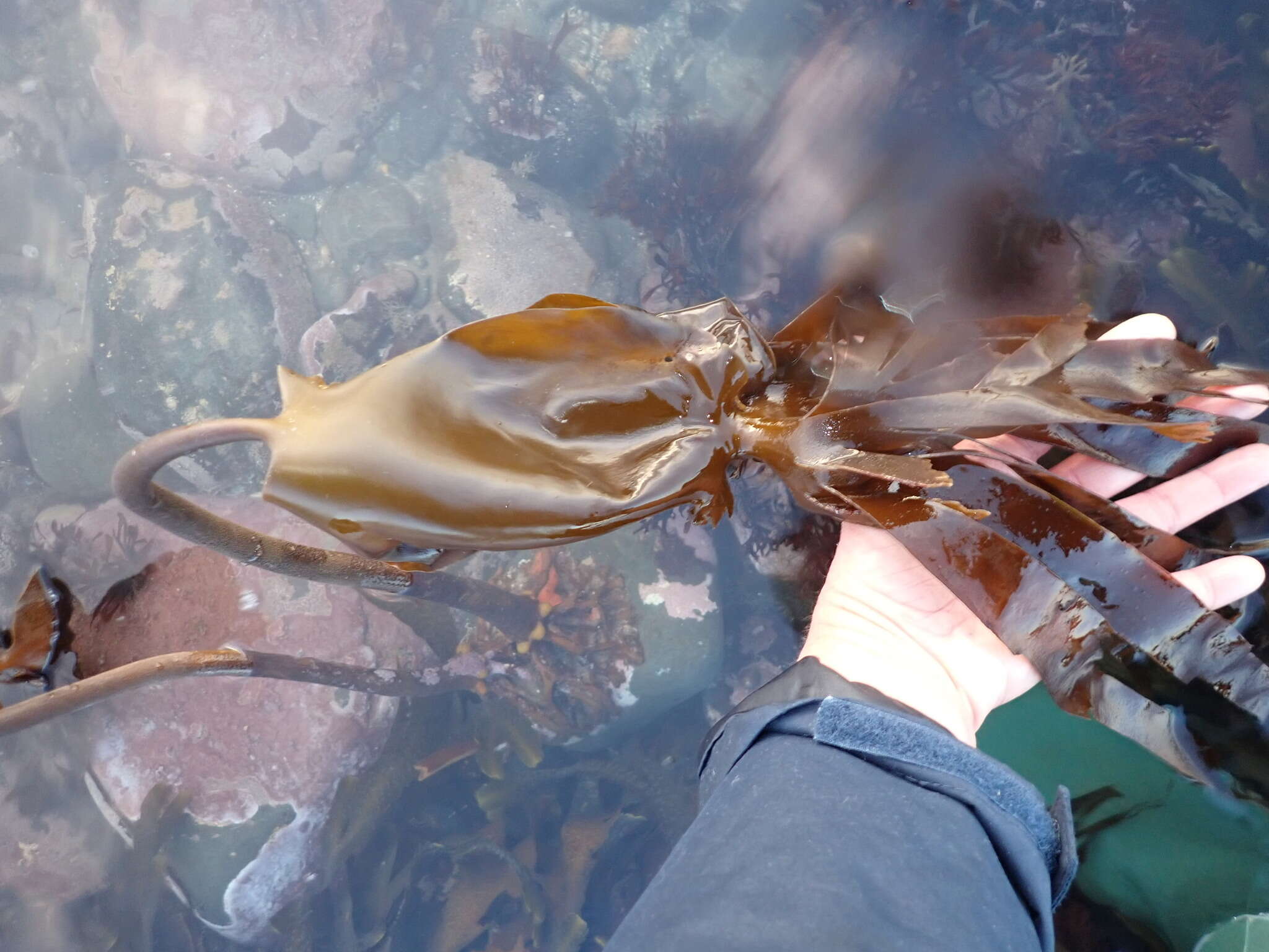 Image of Laminaria hyperborea