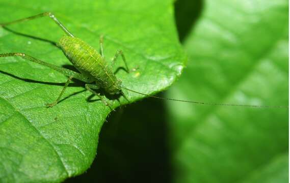 Image of Greater Angle-wing Katydid