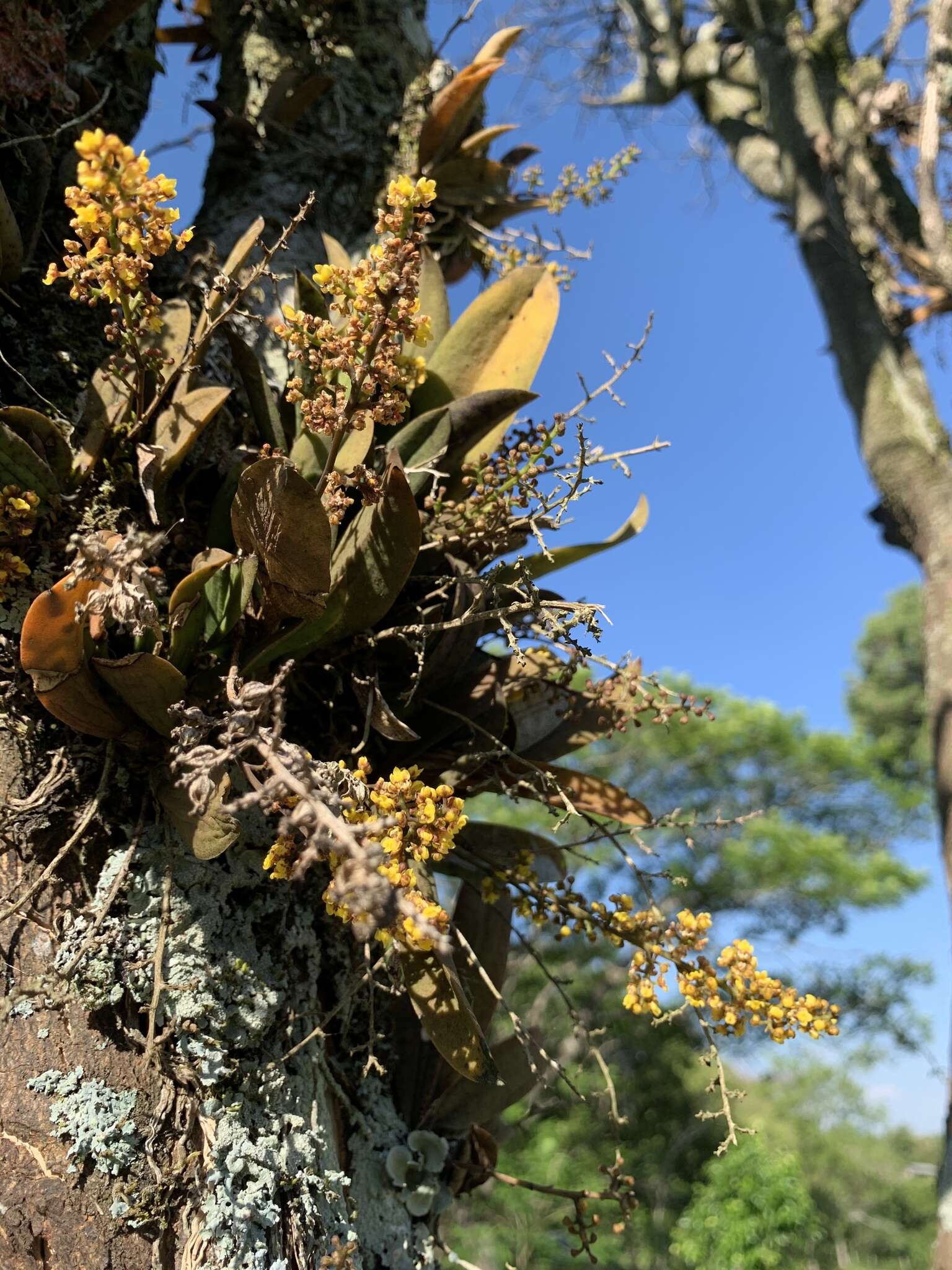 Image de Trichocentrum pumilum (Lindl.) M. W. Chase & N. H. Williams