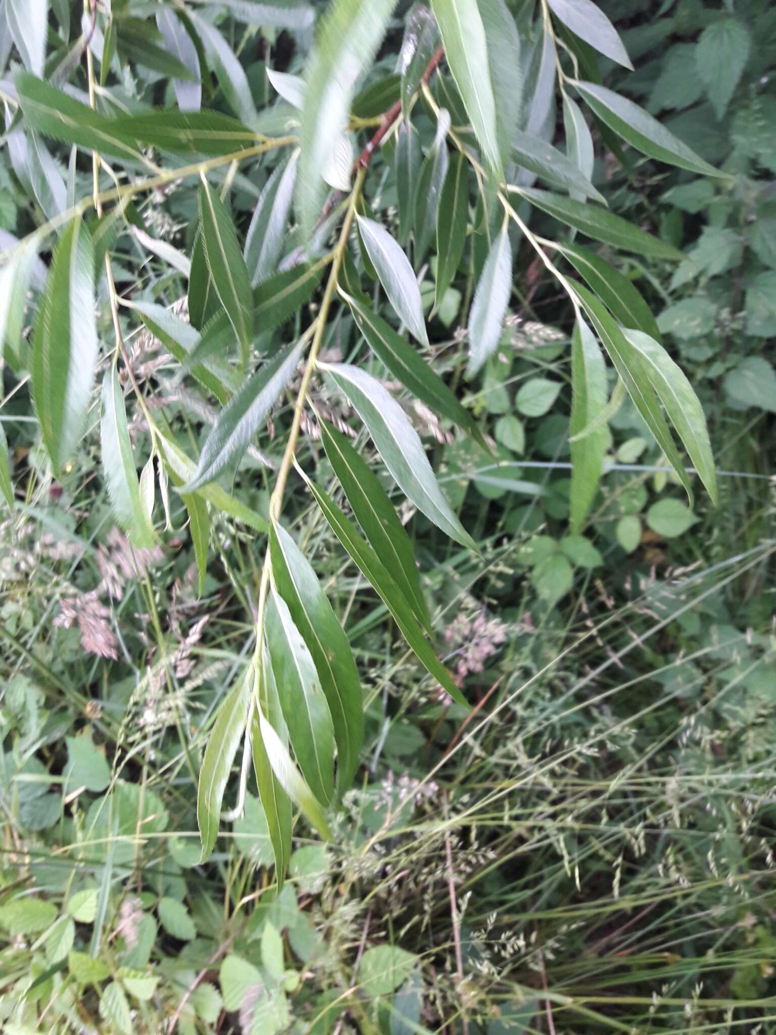 Image of European Violet-Willow