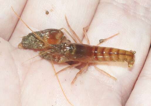 Image of twistclaw pistol shrimp