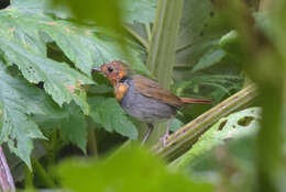 Image of Japanese Robin