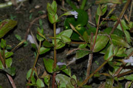 Image of yellowseed false pimpernel