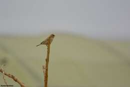 Image of African Desert Sparrow