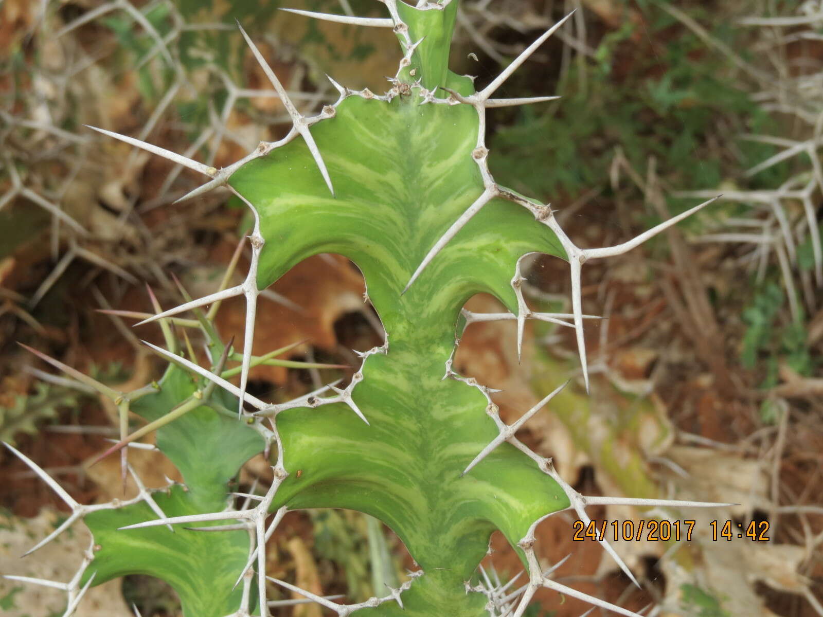 Image of Bigthorn Euphorbia